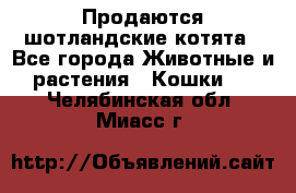Продаются шотландские котята - Все города Животные и растения » Кошки   . Челябинская обл.,Миасс г.